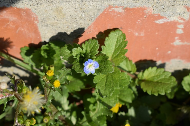 Veronica persica